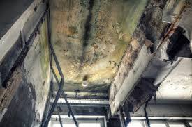 Best Forensic Mold Investigation  in Wallington, NJ